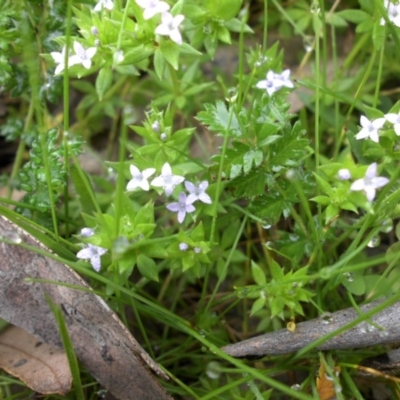 Sherardia arvensis (Field Madder) at Majura, ACT - 7 Oct 2016 by SilkeSma