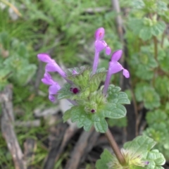 Lamium amplexicaule (Henbit, Dead Nettle) at Majura, ACT - 7 Oct 2016 by SilkeSma