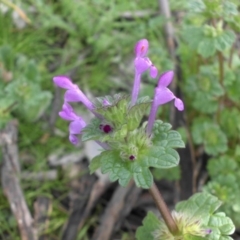 Lamium amplexicaule (Henbit, Dead Nettle) at Mount Ainslie - 6 Oct 2016 by SilkeSma