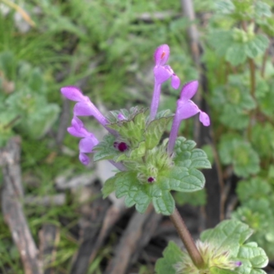 Lamium amplexicaule (Henbit, Dead Nettle) at Majura, ACT - 7 Oct 2016 by SilkeSma