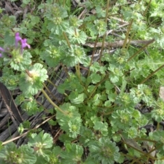 Lamium amplexicaule at Majura, ACT - 7 Oct 2016