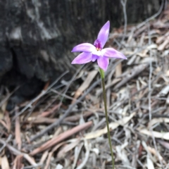 Glossodia major (Wax Lip Orchid) at Bruce, ACT - 7 Oct 2016 by mtchl