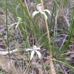 Caladenia ustulata (Brown Caps) at Bruce, ACT - 7 Oct 2016 by mtchl