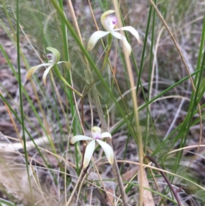 Caladenia ustulata at Bruce, ACT - 7 Oct 2016