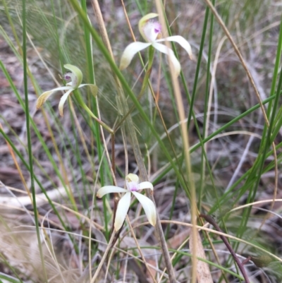 Caladenia ustulata (Brown Caps) at Bruce, ACT - 7 Oct 2016 by mtchl