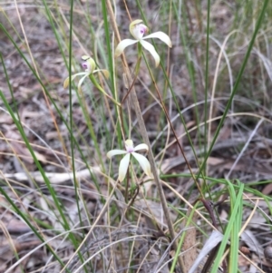 Caladenia ustulata at Bruce, ACT - 7 Oct 2016