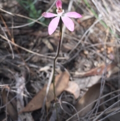 Caladenia fuscata (Dusky Fingers) at Bruce, ACT - 7 Oct 2016 by mtchl