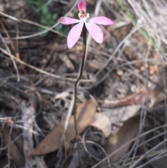 Caladenia fuscata (Dusky Fingers) at Bruce Ridge - 7 Oct 2016 by mtchl