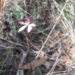 Caladenia fuscata at Bruce, ACT - suppressed