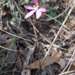 Caladenia fuscata at Bruce, ACT - suppressed