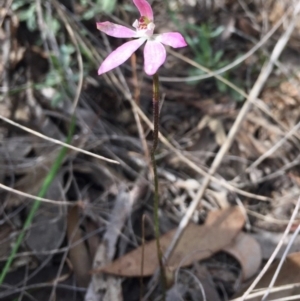 Caladenia fuscata at Bruce, ACT - suppressed