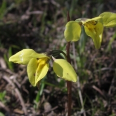 Diuris chryseopsis (Golden Moth) at Hall, ACT - 2 Oct 2016 by pinnaCLE
