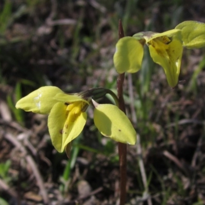 Diuris chryseopsis (Golden Moth) at Hall, ACT - 2 Oct 2016 by pinnaCLE