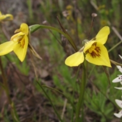 Diuris chryseopsis (Golden Moth) at Dunlop, ACT - 7 Oct 2016 by pinnaCLE