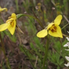 Diuris chryseopsis (Golden Moth) at The Pinnacle - 7 Oct 2016 by pinnaCLE