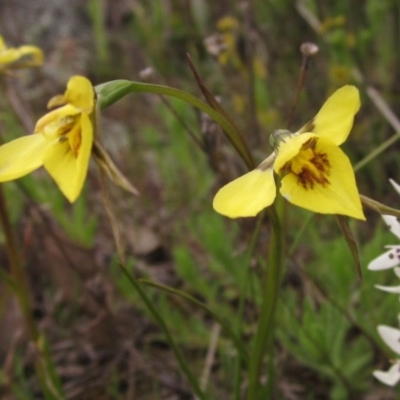 Diuris chryseopsis (Golden Moth) at Dunlop, ACT - 6 Oct 2016 by pinnaCLE