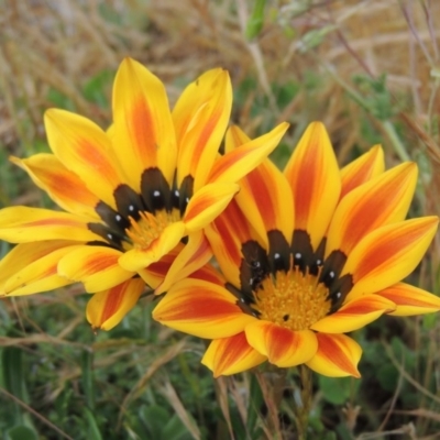 Gazania sp. (A Gazania) at Gordon, ACT - 6 Oct 2016 by MichaelBedingfield