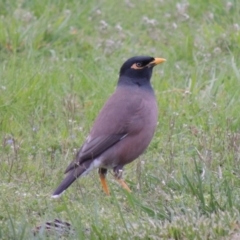 Acridotheres tristis (Common Myna) at Canberra, ACT - 17 Sep 2016 by MichaelBedingfield