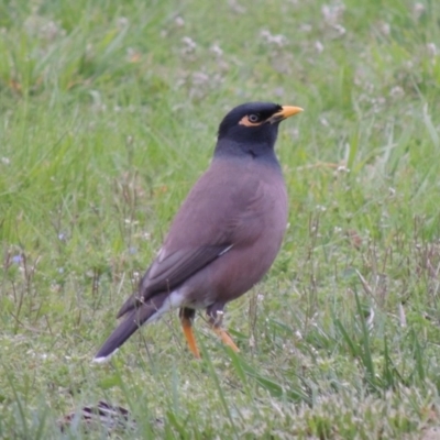 Acridotheres tristis (Common Myna) at Commonwealth & Kings Parks - 17 Sep 2016 by michaelb