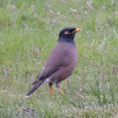 Acridotheres tristis (Common Myna) at Commonwealth & Kings Parks - 17 Sep 2016 by michaelb