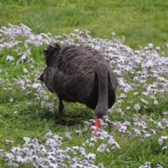 Cygnus atratus (Black Swan) at Canberra, ACT - 17 Sep 2016 by MichaelBedingfield