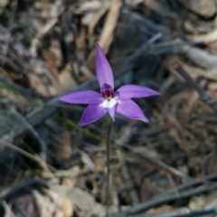 Glossodia major (Wax Lip Orchid) at Molonglo Valley, ACT - 1 Oct 2016 by nic.jario