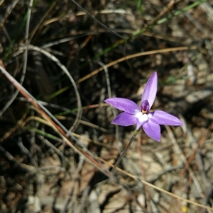 Glossodia major at Point 5361 - 2 Oct 2016