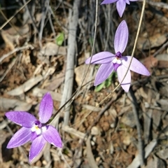 Glossodia major at Point 5361 - 2 Oct 2016