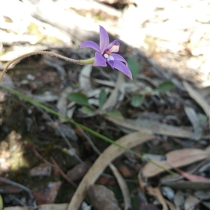 Glossodia major at Point 5361 - 2 Oct 2016