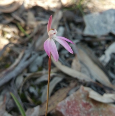 Caladenia fuscata (Dusky Fingers) at Molonglo Valley, ACT - 1 Oct 2016 by nic.jario