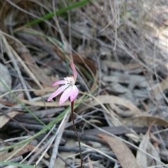 Caladenia fuscata at Point 5361 - 2 Oct 2016