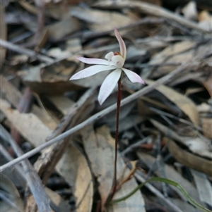 Caladenia fuscata at Point 5361 - 2 Oct 2016