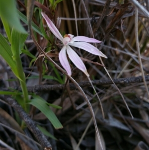 Caladenia fuscata at Point 5361 - 2 Oct 2016