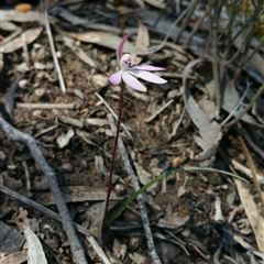 Caladenia fuscata at Point 5361 - 2 Oct 2016