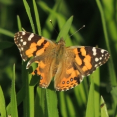 Vanessa kershawi (Australian Painted Lady) at Tharwa Bridge - 2 Oct 2016 by michaelb