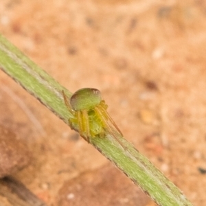 Araneus sp. (genus) at Queanbeyan West, NSW - 7 Oct 2016