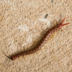 Cormocephalus aurantiipes at Queanbeyan West, NSW - 8 Oct 2016