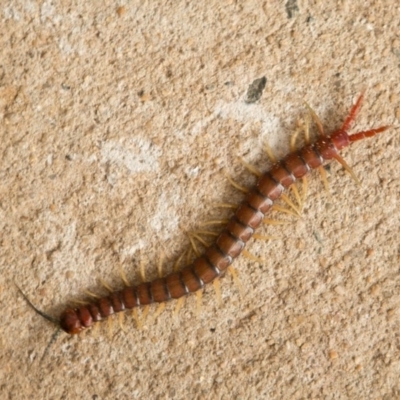 Cormocephalus aurantiipes (Orange-legged Centipede) at Queanbeyan West, NSW - 8 Oct 2016 by Speedsta