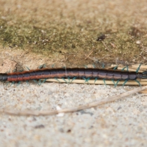 Scolopendra laeta at Queanbeyan West, NSW - 8 Oct 2016