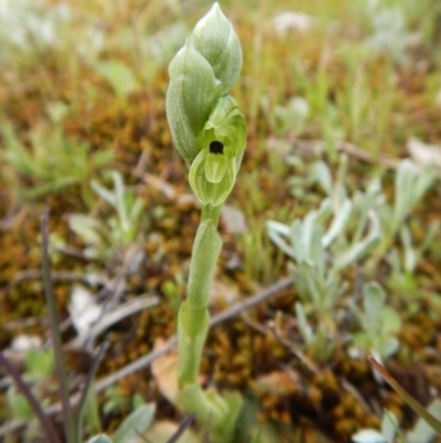 Hymenochilus bicolor (ACT) = Pterostylis bicolor (NSW) (Black-tip Greenhood) at Aranda, ACT - 7 Oct 2016 by CathB