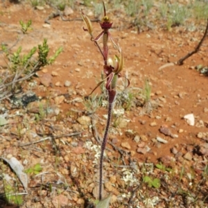 Caladenia actensis at suppressed - suppressed