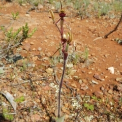 Caladenia actensis (Canberra Spider Orchid) at Majura, ACT - 6 Oct 2016 by CathB