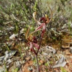 Caladenia actensis at suppressed - suppressed