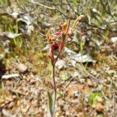 Caladenia actensis at Kenny, ACT - 6 Oct 2016