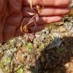 Caladenia actensis at suppressed - suppressed