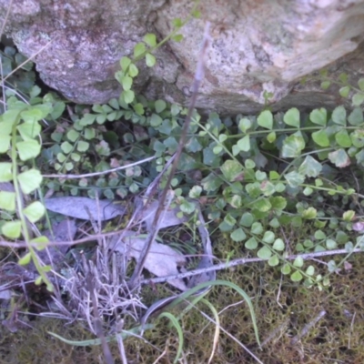 Asplenium flabellifolium (Necklace Fern) at Majura, ACT - 8 Oct 2016 by SilkeSma