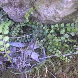 Asplenium flabellifolium at Majura, ACT - 8 Oct 2016