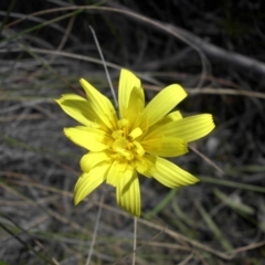 Microseris walteri (Yam Daisy, Murnong) at Majura, ACT - 7 Oct 2016 by SilkeSma