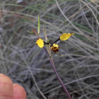 Diuris pardina (Leopard Doubletail) at Majura, ACT - 8 Oct 2016 by SilkeSma