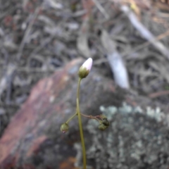 Drosera auriculata (Tall Sundew) at Majura, ACT - 8 Oct 2016 by SilkeSma